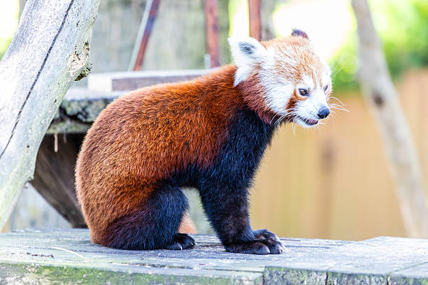 istock Red Panda Sitting in Naturalistic Ambient 2237656417