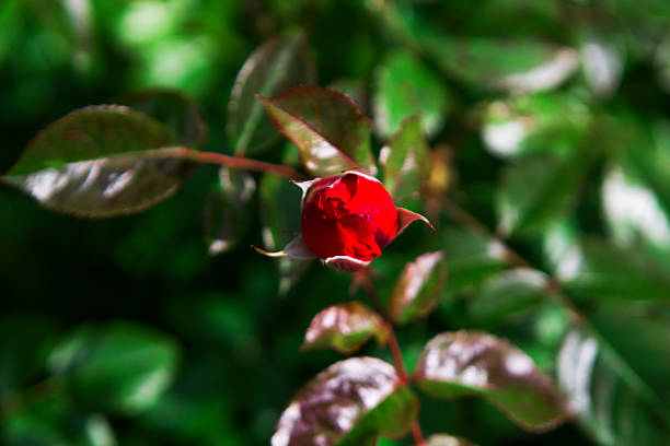 istock Red rose bud amidst lush green leaves 2237660606