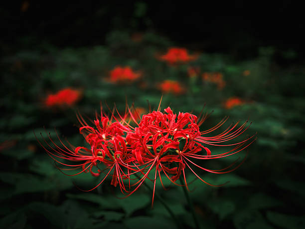 istock Red Spider Lily (Lycoris radiata) in Low-Key Light — Higanbana Macro with Dew Drops 2237660718