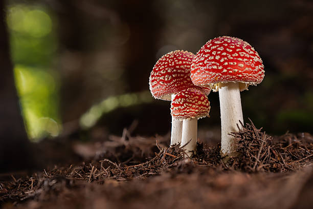 young fly agaric mushrooms standing in forest, shallow focus on toadstools, background blurred