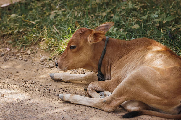 Adorable young brown calf lying peacefully on a dirt road beside grass, perfect for rural life, farm concept, agriculture promo, countryside relaxation, or nature-themed visuals.