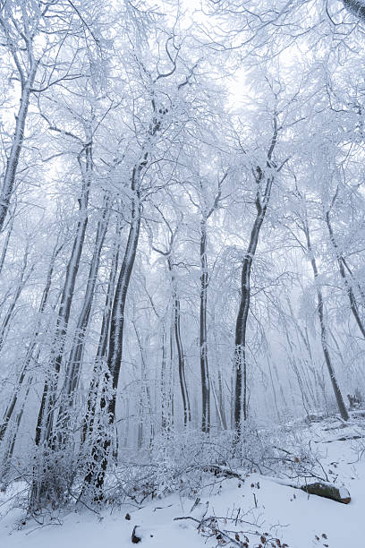 istock hoarfrost and snow in forest on cold winter day 2237661150