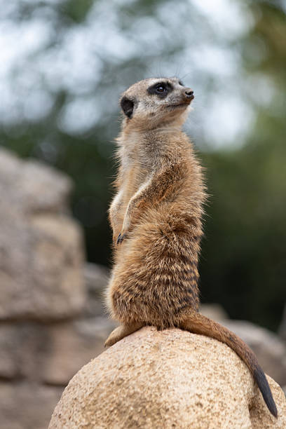 istock SURICATO - MEERKAT looks out from a rock. 2237665100