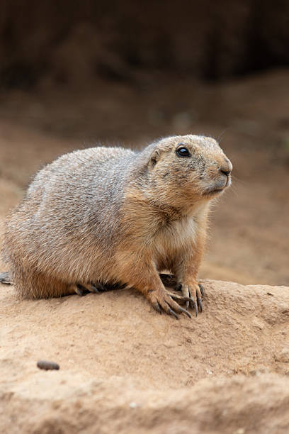 istock Black Tail Prairie Dog, Prairie Dog 2237665102