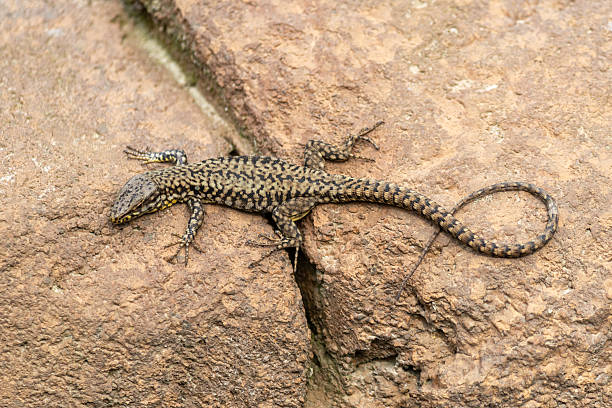 istock Italian wall lizard, ruin the lizard, European wall lizard (Podarcis sicula, Lacerta sicula) 2237665182