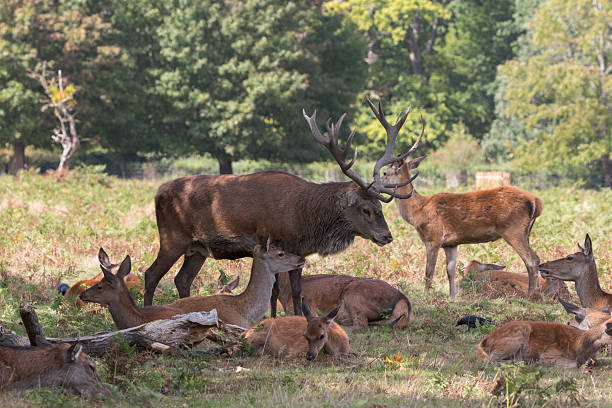 A majestic red deer stag stands amongst his many females preparing for the 2025 rutting season