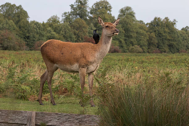 Soft, golden animal portrait image, taken in Bushy Park, London. Image shows a red deer stag at ease, laid relaxing in the grassy tussocks of the park, ahead of a stand of autumnal trees in warm coloured, golden foliage. An idyllic sense of calm and peace permeates the scene.