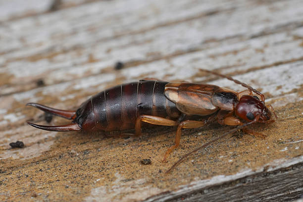 istock Closeup on a brown European earwig , Forficula auricularia 2237666146