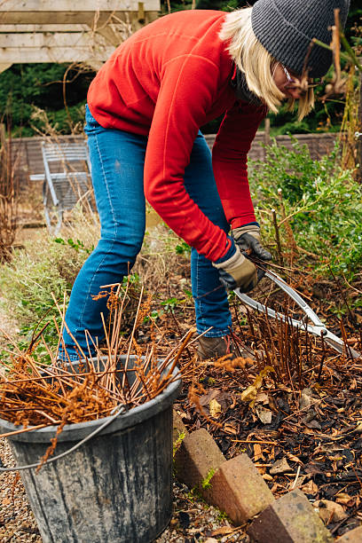 istock Winter garden tidy up in February 2237666401