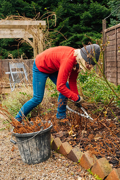 istock Winter garden tidy up in February 2237666465