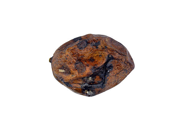istock Small Mango fruit with mold and bacteria, mould is one of the structures that certain fungi can form, formation of spores containing fungal secondary metabolites 2237667932