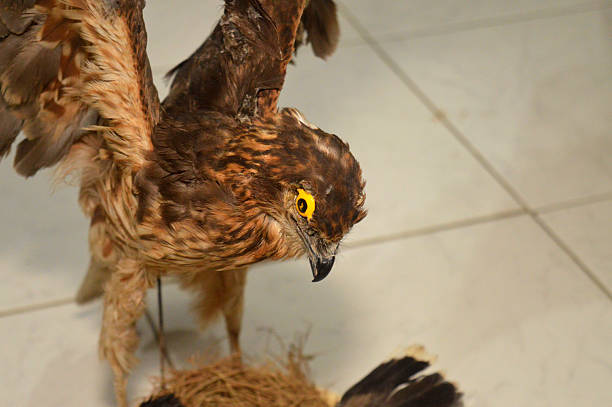 stuffed taxidermied hawk eagle, preserved hawk that has been professionally prepared and mounted for display or educational purposes, rather than being a live animal, taxidermy for birds
