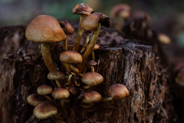 close up of group of tiny brown mushrooms growing on old tree stump