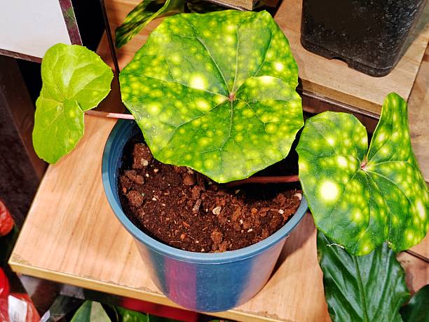 istock Farfugium japonicum 'Aureomaculatum' 2237673400
