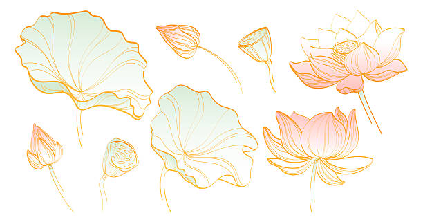 Lotus flowers with golden line art style for decoration - delicate petals, leaves and buds in minimalist outline design. Elegant botanical elements with soft pink coloring for wedding or spa branding.