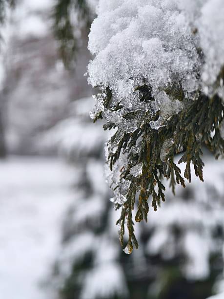 Close-up of a thuja branch covered with snow and ice crystals. Winter nature with frosty details, creating an atmosphere of peace, purity, and harmony.