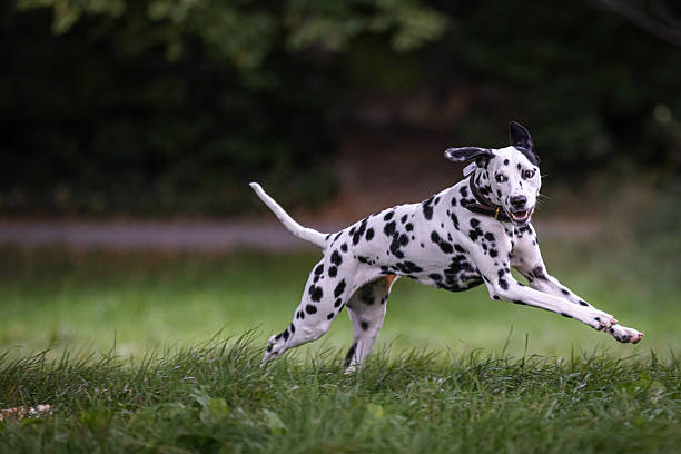istock Dalmatian dog is running on grass area at public park. 2237674933