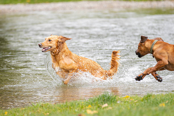 Mixed-breed domestic dogs are running in nature.