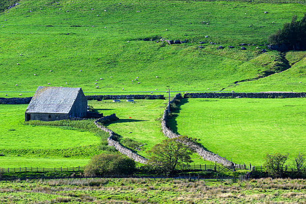 Cherry Blossom trees in  the grounds of a country cottage in spring time. There is a dry stone wall in front of the cottage.