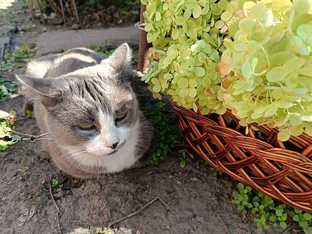 a basket of panicle hydrangea flowers and a cat