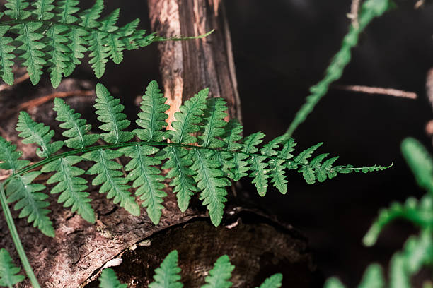 macro of green fern frond in forest