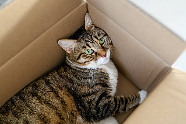 istock Tabby cat with green eyes sitting in cardboard box 2237678458