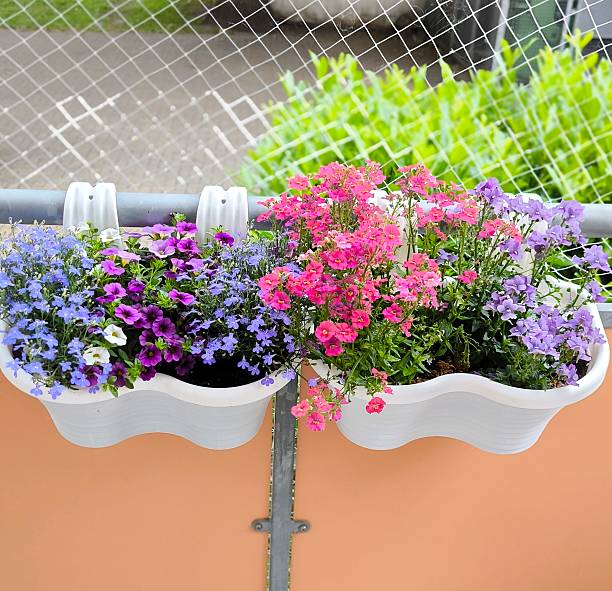Photo of blooming flowers in hanging white pots on a balcony creating an atmosphere of coziness and beauty. High quality photo