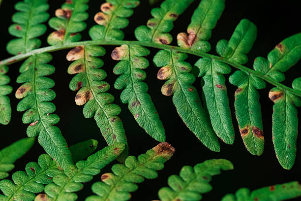 macro of green fern frond in forest