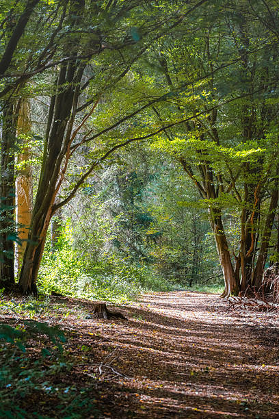 wide angle shot on footpath through german mixed forest