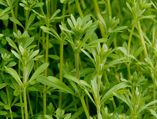 Cluster of sticky weed (galium aparine) growing in a garden in springtime. Green colour. Lots of plants together