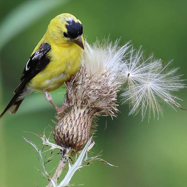 istock Closeup of a Goldfinch perched on a thistle. 2237678645