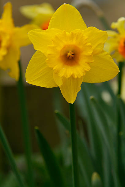 istock Solitary yellow daffodil in focus in springtime 2237678662