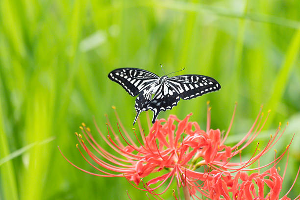 Background material with beautiful flowers and insects as the theme