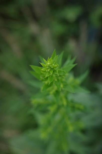 istock Goldenrod (Solidago altissima) growing vigorously in autumn. 2237680105