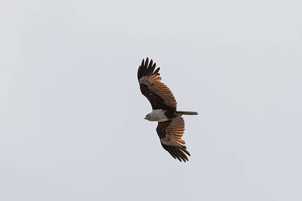istock Brahminy Kite Eagle flying across the sky in Malaysia 2237680569
