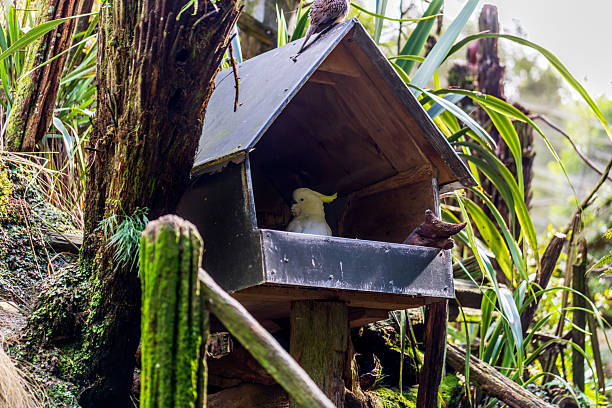 A white cockatoo with a yellow crest sits inside a rustic birdhouse in a lush forest environment