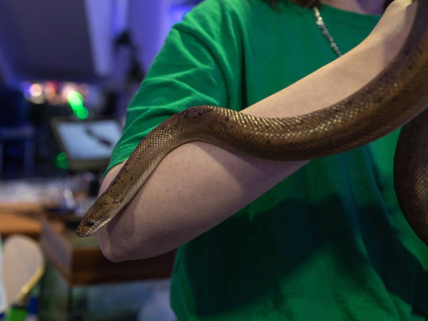 istock Hands, holding pet snake. Snake in humans hand indoors 2237681089