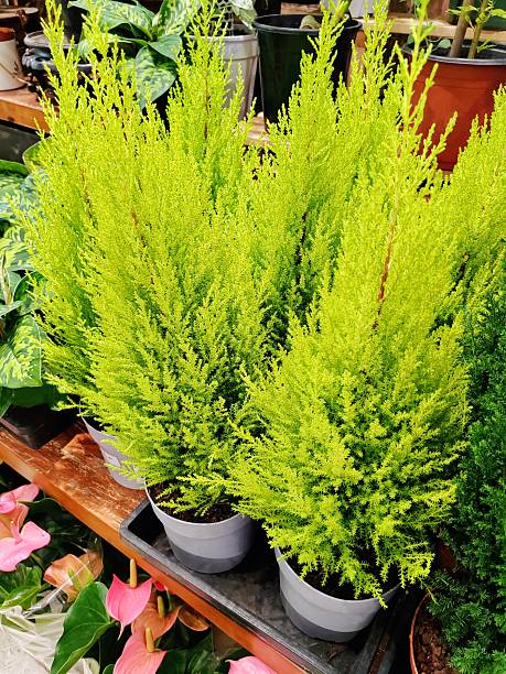 istock Cupressus macrocarpa 'Goldcrest Wilma' 2237681155