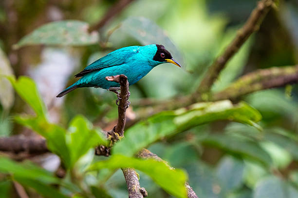 istock Green honeycreeper bird, Mindo, Ecuador 2237681709