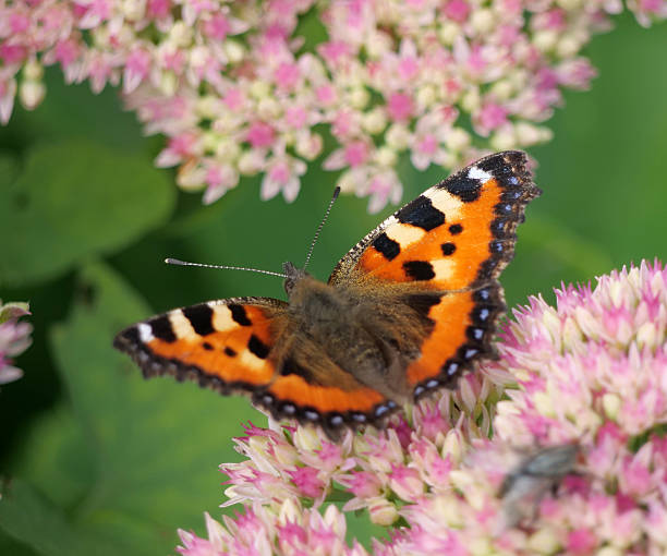 istock Small Tortoiseshell butterfly - Aglais urticae 2237684477