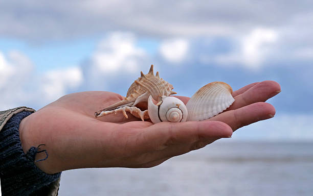 istock Hand holding a seashell collection - A person's open hand displays a beautiful collection of different seashells found on the beach 2237684673
