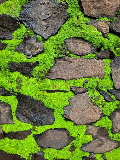 Closeup of Vibrant Moss on Forest Rocks