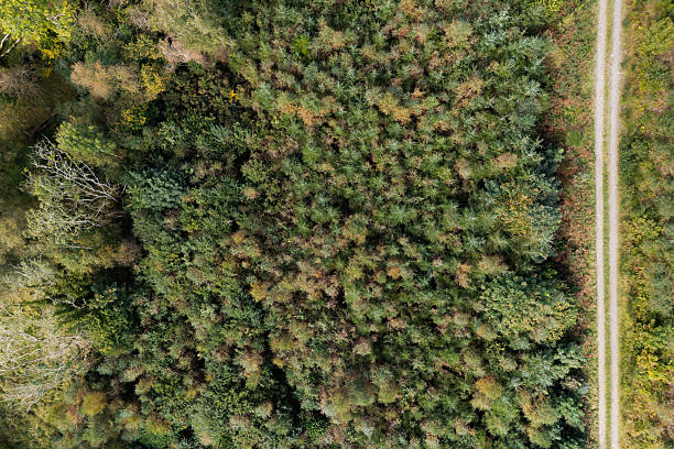 The view from a drone looking directly down on a dirt road in an area of forest in rural Scotland
