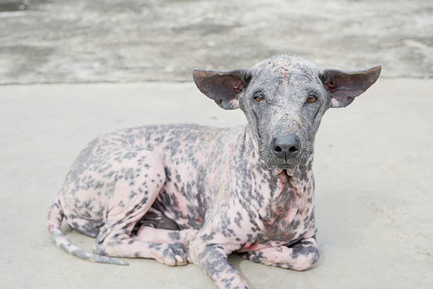 istock The dog has a fungal skin disease 2237689656