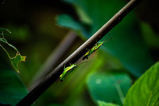 istock Two Green Grasshoppers on a Branch in Nature 2237694239