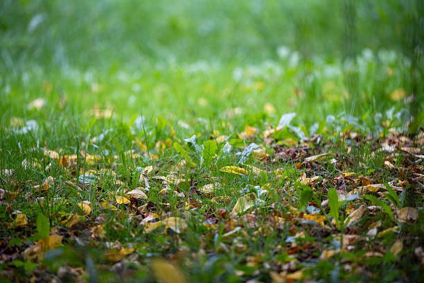 Fresh green grass with scattered fallen leaves in early autumn. A natural seasonal background symbolizing change, nature, and outdoor freshness.