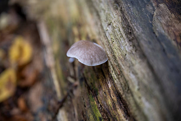 Small mushroom sprouting from a crack in decayed wood, symbolizing resilience and natural forest ecosystems.
