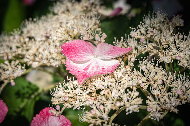 Pink and white hydrangea flower blooming in garden close-up