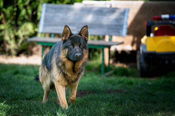 A beautiful, large, well-groomed German Shepherd  in the shade on a hot summer day  posing for a photo.