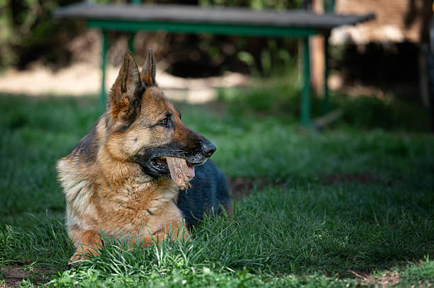 Nice well-groomed German shepherd lying in the shade on a hot summer day with a wooden stick and posing for a photo